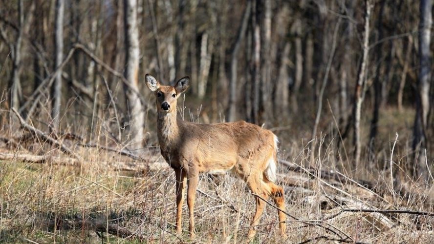 guided deer hunts in new york