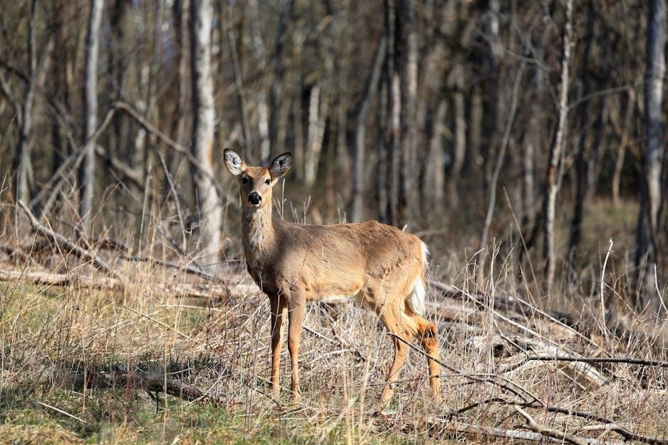 guided deer hunts in new york