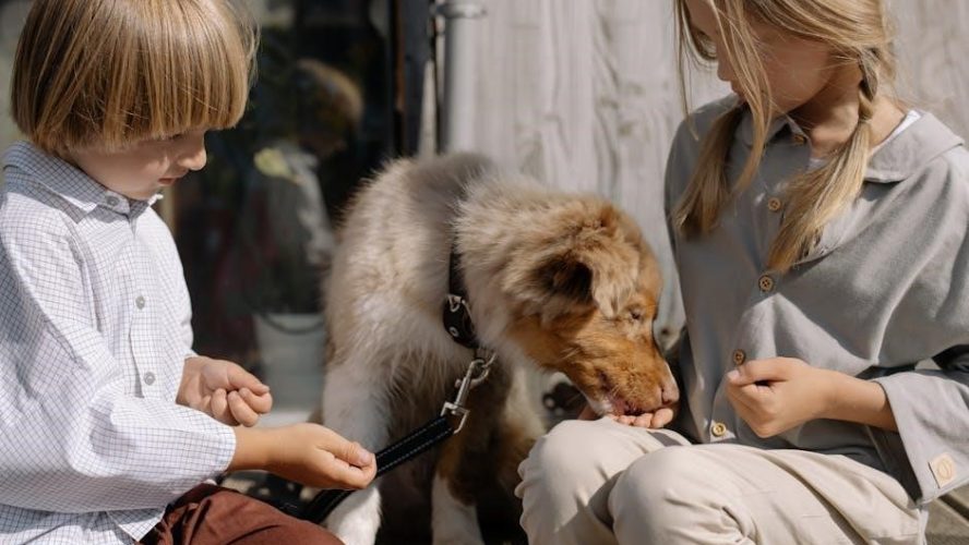 hill’s puppy food feeding guide