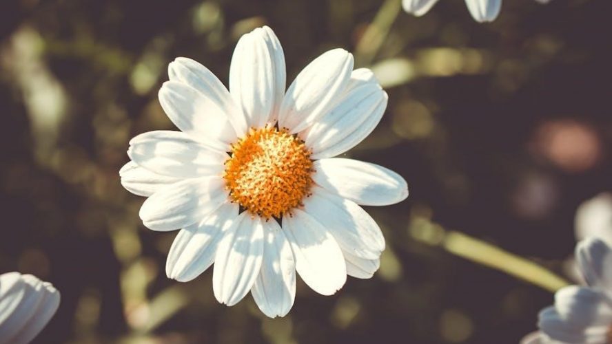 daisy shapes in nature badge requirements pdf