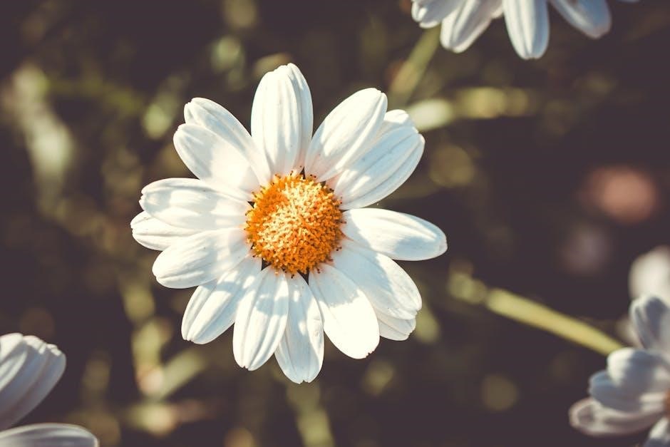daisy shapes in nature badge requirements pdf