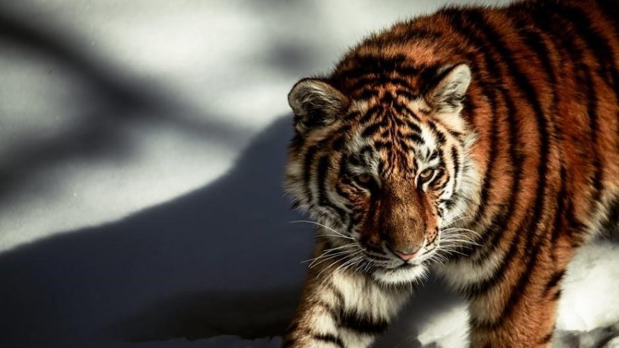 the wild k webster pdf