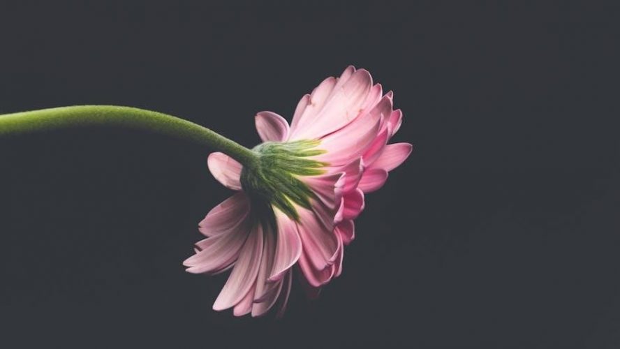 7 on 7 flag football defense playbook pdf